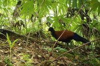 Den svartnackade fasanduvan förekommer enbart på ön Fergusson i D'Entrecasteaux-öarna, sydost om Papua Nya Guinea.
