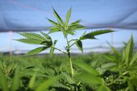 Cannabis-planta på en odling i amerikanska delstaten Kalifornien där så kallad medicinsk cannabis är tillåten.