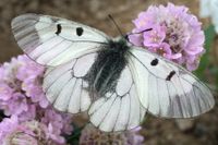 Mnemosynefjärilen är en av tio dagfjärilar som är så hotade att de har särskilda åtgärdsprogram. Två av dessa, kronärtsblåvinge och veronikanätfjäril, verkar ha försvunnit från landet för gott.