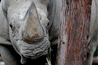 Forskare i Sydafrika vill skydda noshörningar mot tjuvjägare genom att injicera djurens horn med radioaktivt material. Arkivbild.