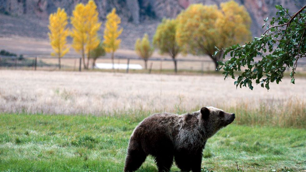 En grizzlybjörn på jakt efter fallfrukt i närheten av nationalparken Yellowstone. Arkivbild.