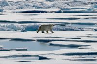 En isbjörn vandrar över havsisen i nordöstra Kanada – en syn som enligt forskare kommer bli alltmer sällsynt. Arkivbild.