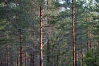 Norrlands tallskogar är särskilt utsatta för svampinfektioner och betande älgar. Arkivbild.
