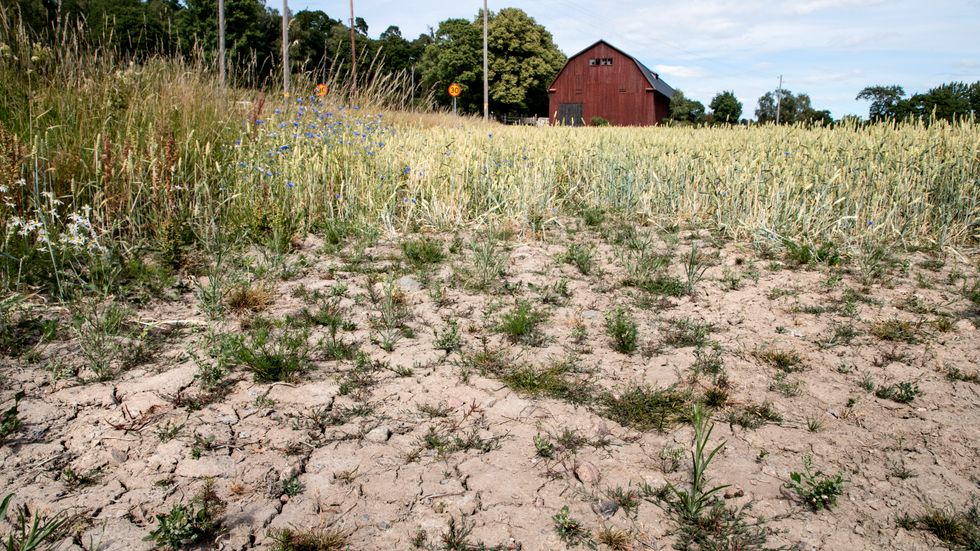 "Att vi har haft varm luft i Sverige under en sommar kan handla om slumpen", säger Eva Strandberg, meteorolog på SMHI.