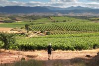 Jakobsleden går genom flertalet spanska vingregioner.