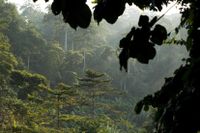 Överhettade regnskogar kan bli sämre på att binda kol. Arkivbild.