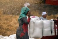 En lantbrukare övervakar en sädeskvarn i Nildeltat. Egypten är ett av de länder som försöker öka sin inhemska veteproduktion efter att Ryssland angrep Ukraina.