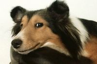 Mysteriet med Leela, den förvildade agilityhunden