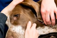 Utbrottet av den dödliga hundsjukdomen i Oslo oroar många svenska hundägare. Många svenska veterinärer har vidtagit åtgärder för att förbereda sig ifall något skulle hända. Arkivbild.