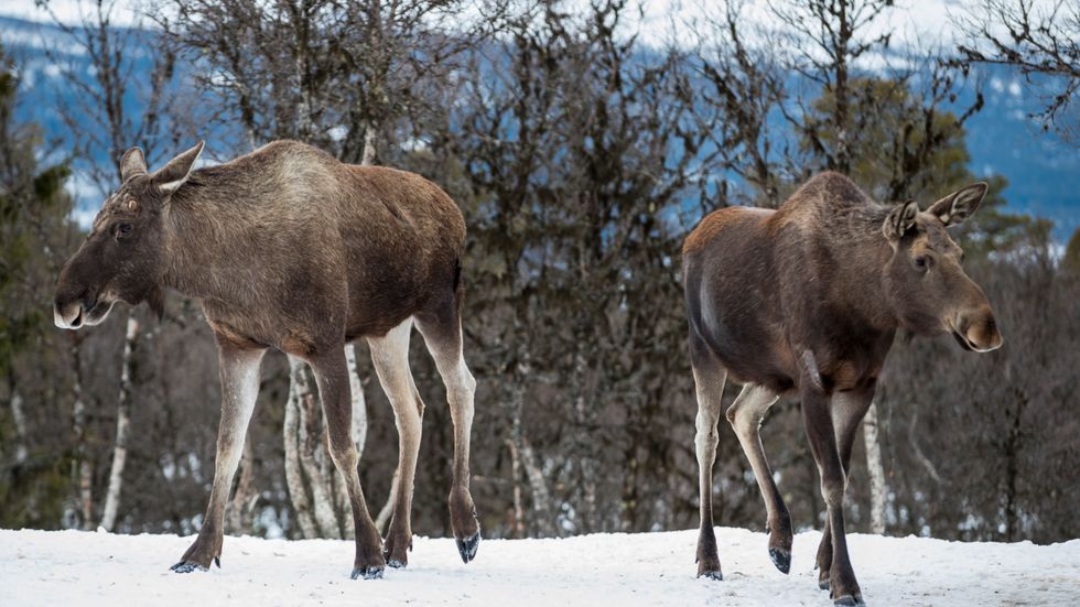 10 200 hjortdjur, varav 2 374 älgar, dog i trafiken i Norge under jaktåret 2017–2018. Arkivbild.