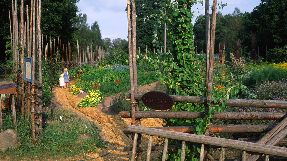 Råshults kålgård – här ryms åtskilliga växter som en besökare på en 1700-talsgård förväntades finna.