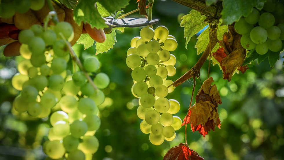 Det italienska vinet har sett en åttafaldig försäljningsökning på fem år.