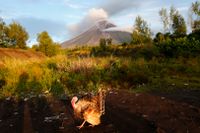 Akta bakom! En kalkon spatserar obekymrat fram trots vulkanen Mayons utbrott i bakgrunden.