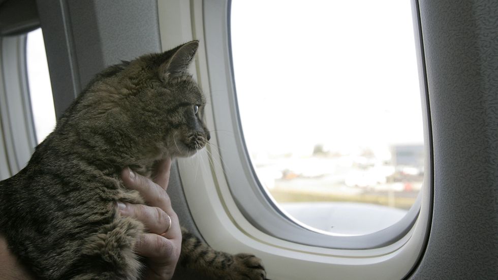 En rysk man straffas av flygbolaget Aeroflot sedan han kuppat in en katt som vägde för mycket. Arkivbild.