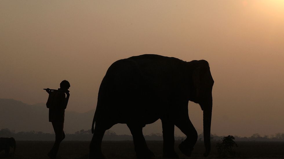 En man går sida vid sida med en annan, till synes tam elefant utanför Guwahati, den största staden i den indiska delstaten Assam. Arkivbild tagen i mars 2013.