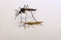Zikaviruset sprids via en särskild sorts myggor.