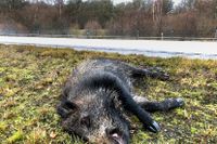 Ett vildsvin som dödats i en trafikolycka i Västergötland. Arkivbild.