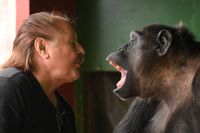 Cirkusdirektören Klaus Köhler kommunicerar med chimpansen Robby.