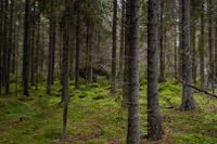 Landets län får miljoner i stöd för att stärka skogen som regional tillväxtmotor. Arkivbild.