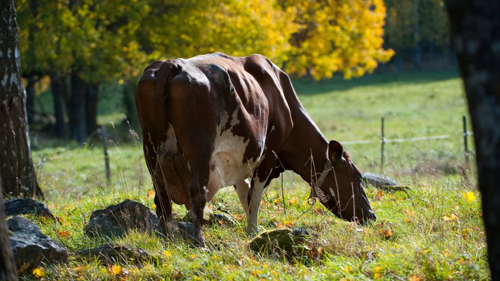 Kor skulle bli ett minne blott om vi – som många debattörer vill – ska fasa ut animalie­produkter. Men korna är grunden till att vi har vallodling och det är en nyckel till bra växtföljder, menar debattörerna.