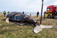 Det var inte utan huvudbry som knölvalen transporterades från stranden på Öland i början av maj.