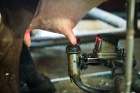 Ägaren till en mjölkgård i Hälsingland har åtalats för djurplågeri. Arkivbild.