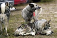 Med 23 år gammal sperma har elva blivande älghundar fötts i Västerbotten. Bilden tagen i ett annat sammanhang. Arkivbild