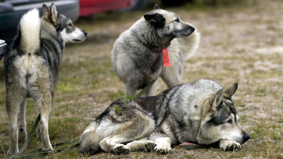 Med 23 år gammal sperma har elva blivande älghundar fötts i Västerbotten. Bilden tagen i ett annat sammanhang. Arkivbild