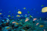 Korallrev är livsviktiga för haven, men är hotade. I sin bok lyfter Fredrik Moberg fram möjligheter som finns att gör vår planet friskare.