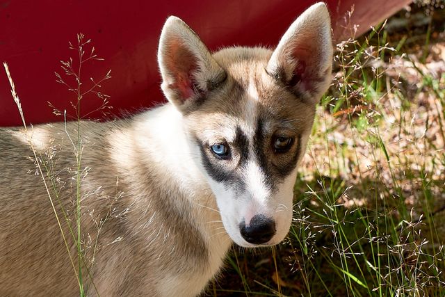 Jokkmokk-guiderna har ett sextiotal siberian huskies. De erbjuder äventyr med hundspann, men också till fots och i kanot.
