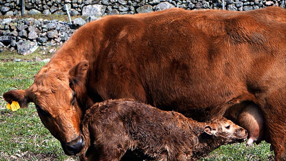 Familjen Lindgren satsar helt på köttproduktion vilket innebär att rödkullakornas mjölk enbart är till kalvarna.