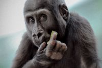 Treåriga gorillan Ajabu bor på Prags zoo.