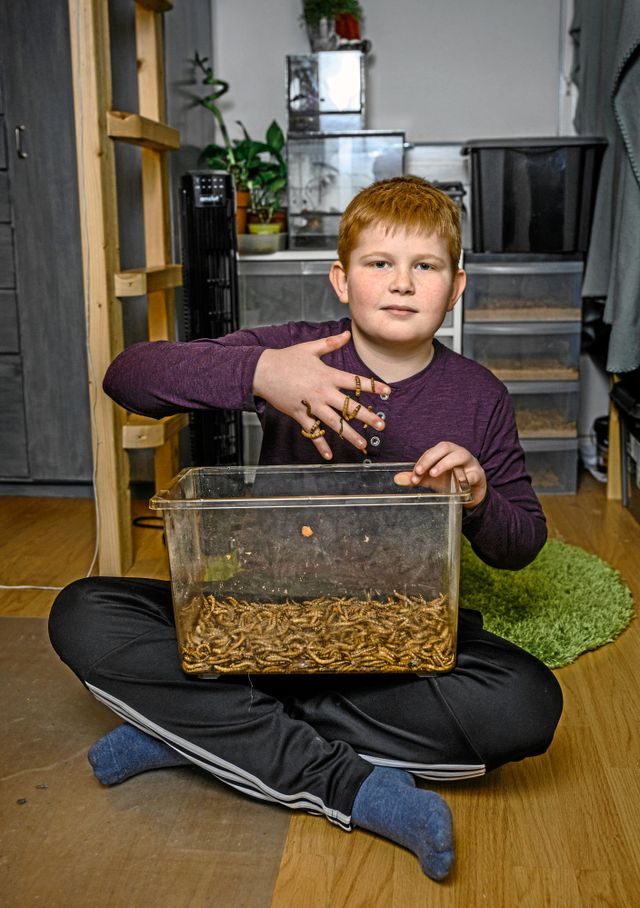 Samuel, 12 år, har en egen Youtube- kanal som heter ”Dark reptiles”. Där visar han sina ödlor och insekter och berättar om dem på engelska.