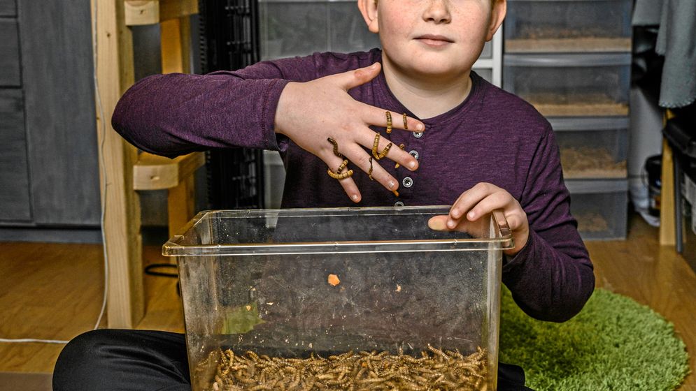Samuel, 12 år, har en egen Youtube- kanal som heter ”Dark reptiles”. Där visar han sina ödlor och insekter och berättar om dem på engelska.
