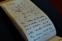 Bild på anteckningar i en av böckerna, med en sketch över berömda teorin "Livets träd".