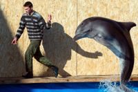 En anställd vid Sevastopol State Oceanarium tränar en delfin. Arkivbild.