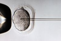 En äggcell och en spermie kan utvinnas ur en och samma person.