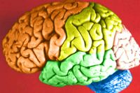Färglagd modell av hjärnan.