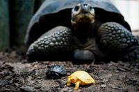 Albinosköldpaddan och dess mörka syskon går på upptäcktsfärd på Tropiquarium i Schweiz.