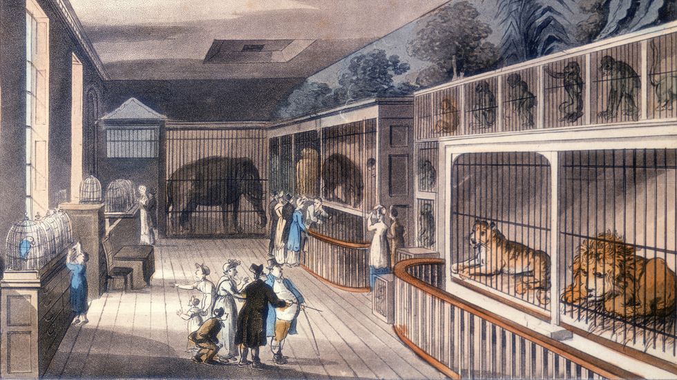 Kungliga menageriet i Exeter Change i London, cirka 1820.