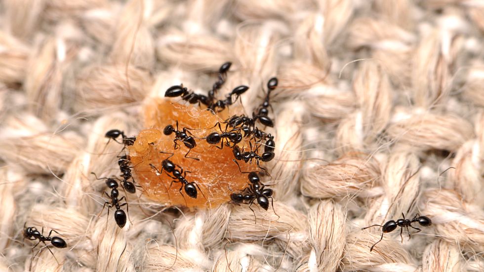 Myror festar loss på en matsmula, inte helt ovanligt i våra hem. Arkivbild.