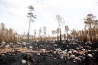 Via satellitbilder kan skogsägare nu se omfattning av skogsbränderna digitalt. Arkivbild.