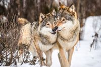 Licensjakten på varg som påbörjades den 2:e januari har åter väckt liv i debatten om vargens roll i den svenska faunan.