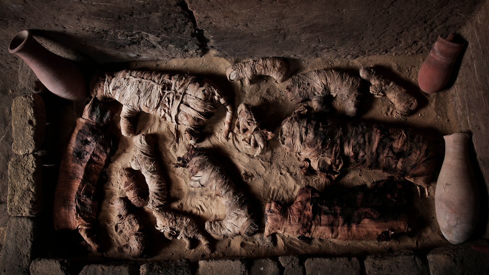 Kattmumier har hittats i en krypta i nekropolen Sakkara i Egypten.
