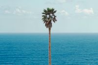 John Baldessari, ”Palm tree/Seascape”, 2010. Digitaltryck på syntetisk duk.