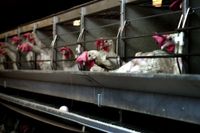 ”End the Cage Age” är ett medborgarinitiativ i EU om att förbjuda att djur för livsmedelsproduktion hålls i burar. 