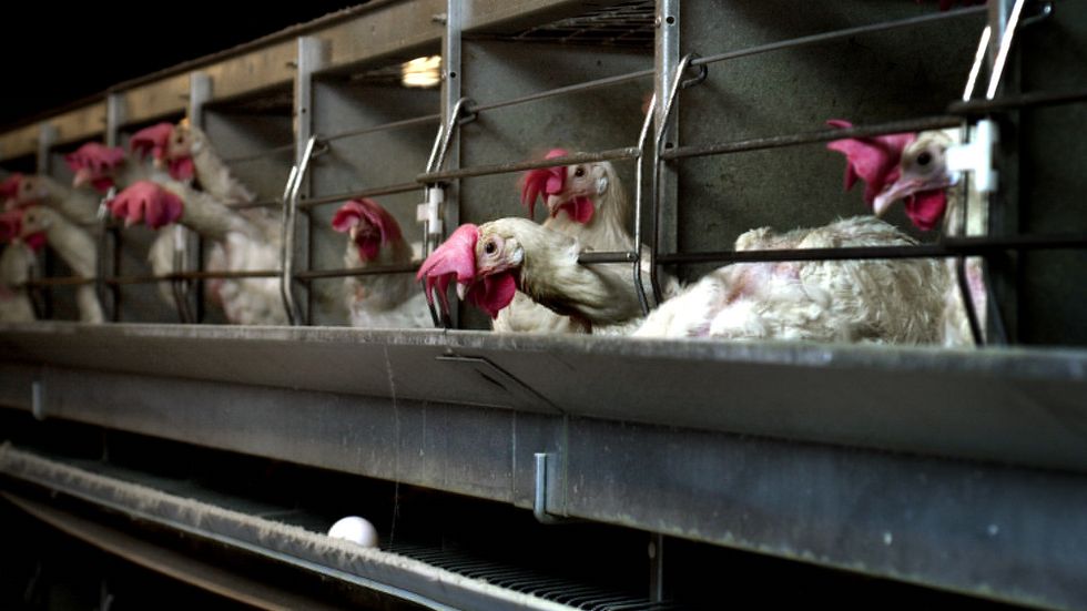 ”End the Cage Age” är ett medborgarinitiativ i EU om att förbjuda att djur för livsmedelsproduktion hålls i burar. 