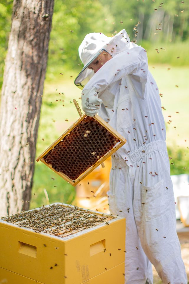 ”När jag tar ut ramarna kollar jag efter sjukdomar, ser efter om bina har lagt yngel och tittar hur honungstillverkningen går”, säger Henrik.