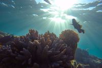 Palau hoppas att nya stränga lagar ska göra att livet i havet frodas. Arkivbild.