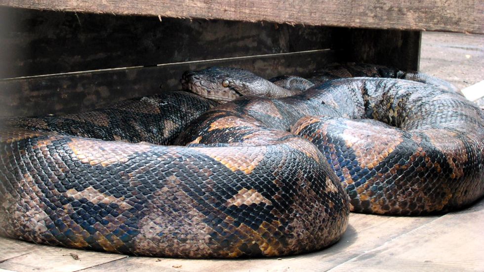 Nätpytonormen kan bli flera meter långa och är en av världens längsta ormar. Arkivbild.